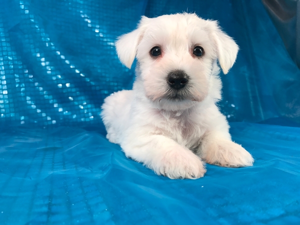 White Male Miniature Schnoodle Puppy for Sale DOB 8-21-2017 $950